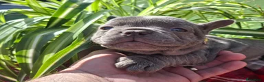 French Bulldog Puppy 4