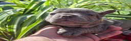 French Bulldog dogs for sale: 🏡 Gorgeous french puppies 🐶  - Advert 13