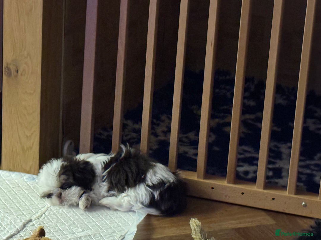 Shih Tzu dogs for sale: Imperial Shih Tzu – Last Puppy Reduced price  - Advert 2