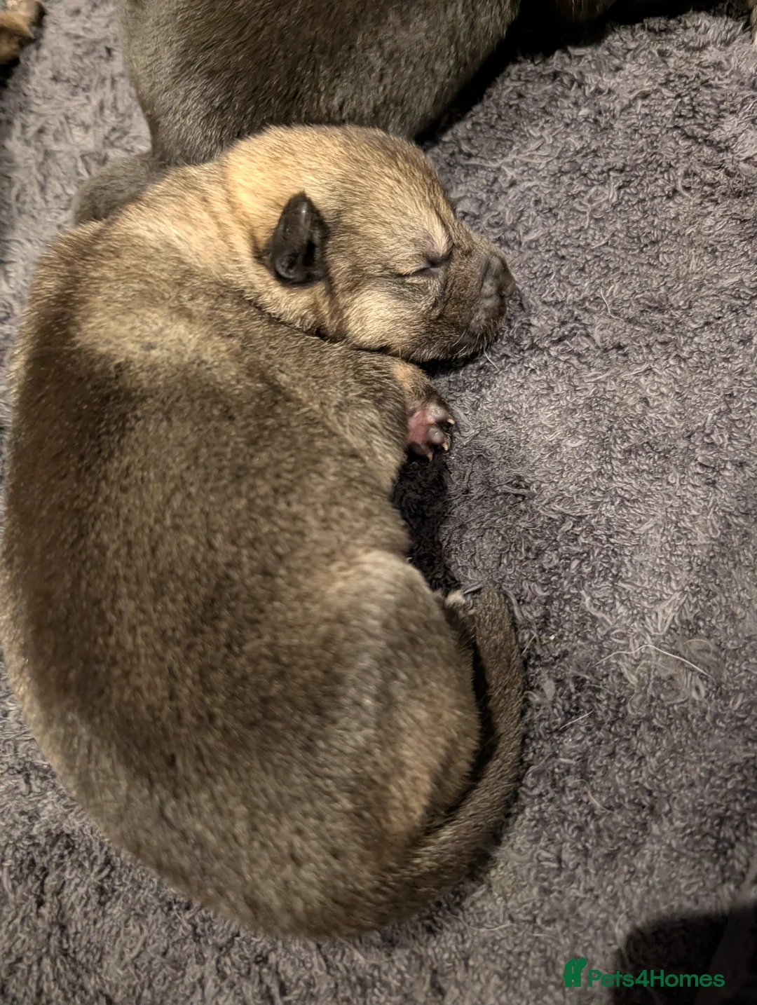 Mixed Breed dogs for sale: Akita x German shepherd chunky puppies - Advert 4