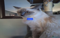 Ragdoll cats for sale: 3 loving ragdoĺls kittens for loving homes   - Image 6