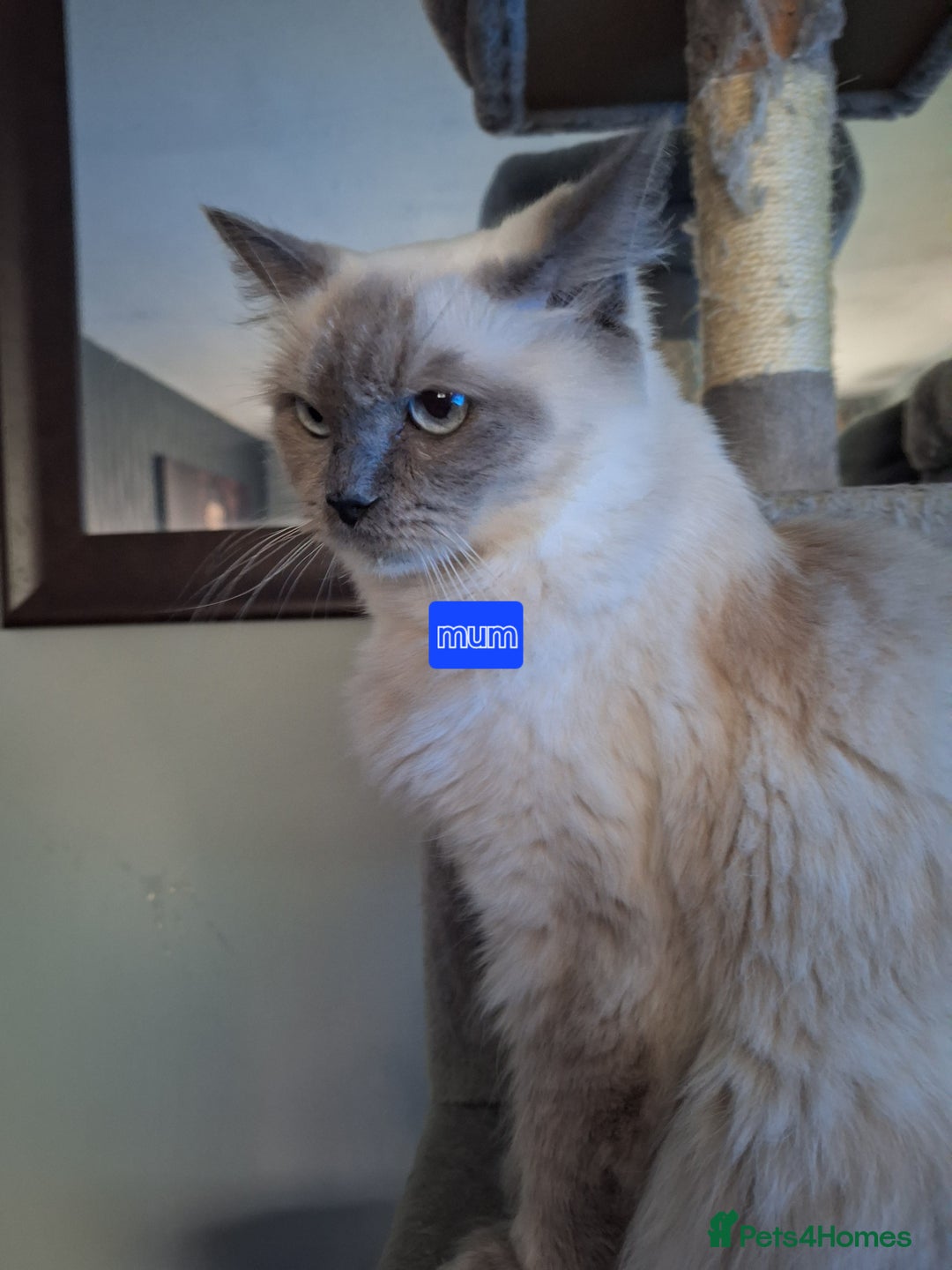 Ragdoll cats for sale: 3 loving ragdoĺls kittens for loving homes   - Image 6