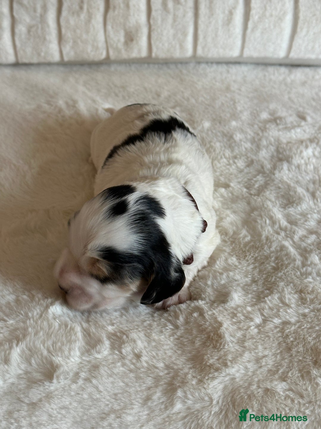 Cocker Spaniel dogs for sale: Extensively Health Tested KC Reg Puppies  - Advert 17