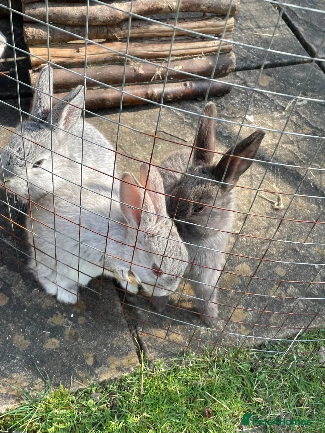 Mixed Breed rabbits for sale: Beautiful babies in Sale - Advert 2