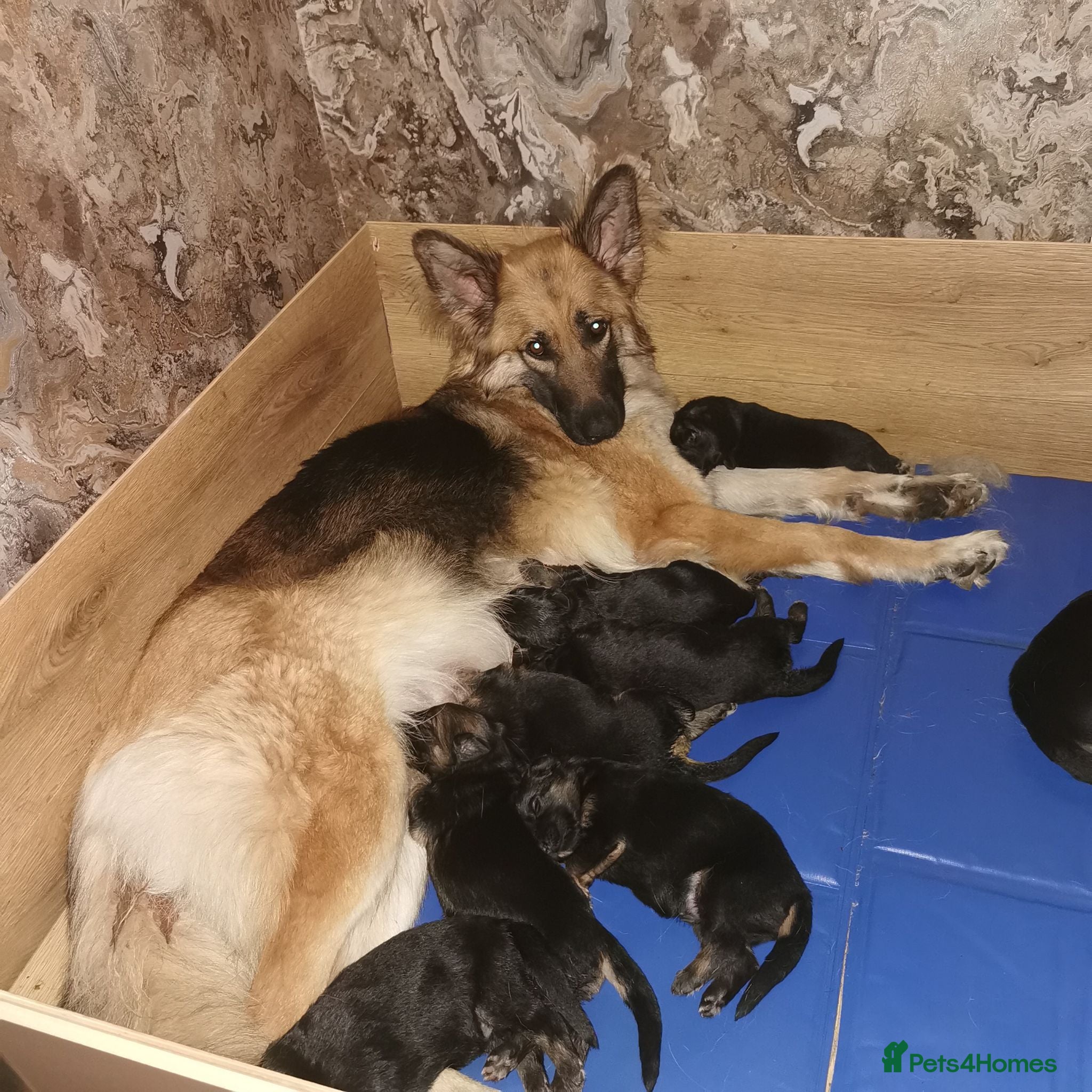 German Shepherd dogs German shepherd puppies - Advert 7