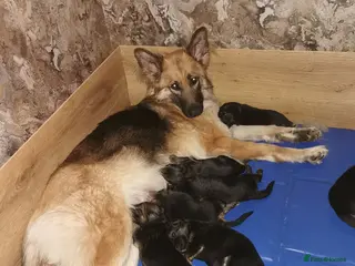German Shepherd dogs German shepherd puppies - Advert 7
