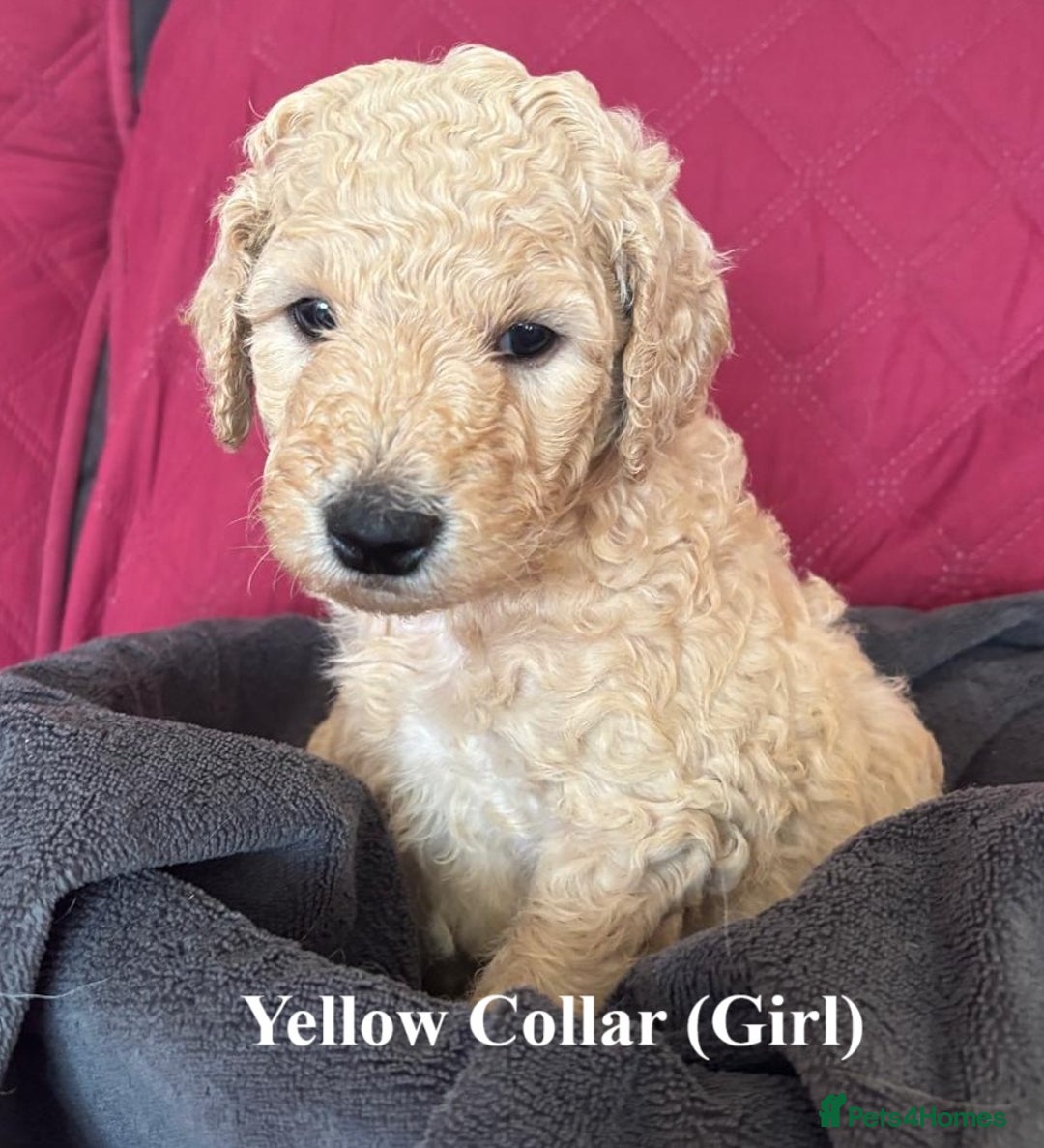 Goldendoodle dogs for sale: Goldendoodle Puppies - Health Tested Parents - Image 10