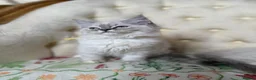 Perdoll cats for sale: ⭐️READY Now⭐️ Perdoll kittens  - Advert 2