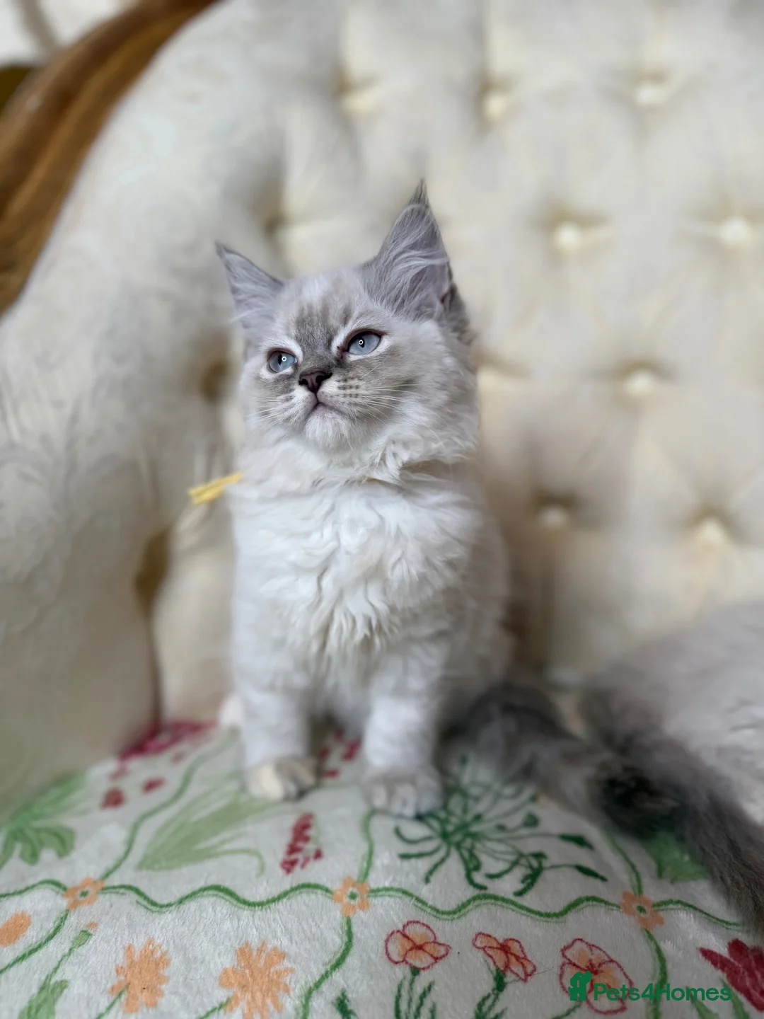 Perdoll cats for sale: ⭐️READY Now⭐️ Perdoll kittens  - Advert 2