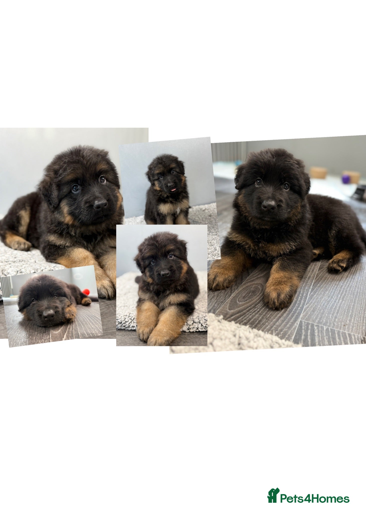 German Shepherd dogs Huge top quality 4th generation KC puppies - Advert 1