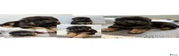 German Shepherd dogs for sale: Huge top quality 4th generation KC puppies - Advert 1