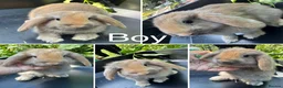 Mini Lop rabbits for sale: Beautiful mini lops ready for their homes - Advert 5