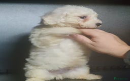 Bichon Frise dogs for sale: Bichon Frise puppies for sale READY NOW - Image 3