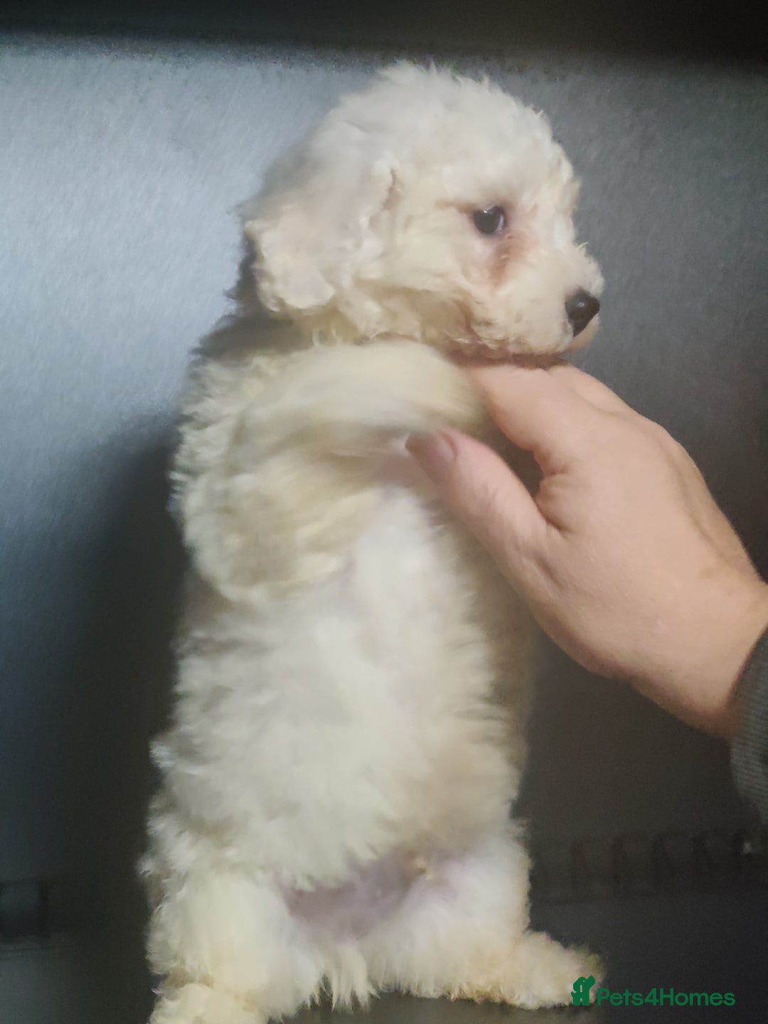 Bichon Frise dogs for sale: Bichon Frise puppies for sale READY NOW - Image 3