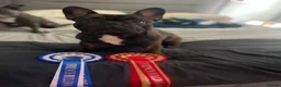 Mixed Breed dogs for sale: French staffys  in Porthcawl - Advert 13
