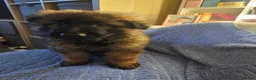 German Shepherd dogs for sale: Long haired German shepherd pups  - Advert 31