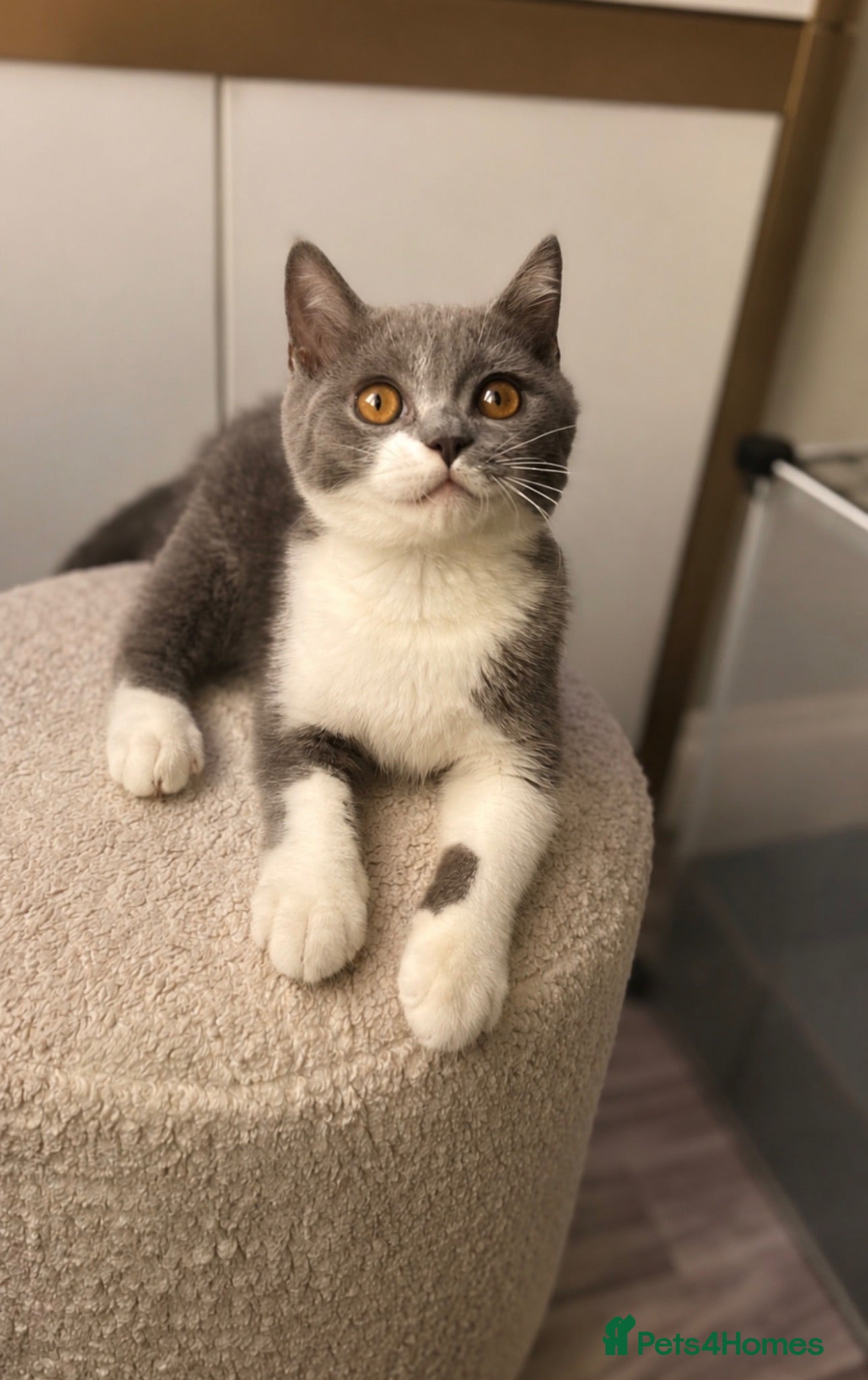 British Shorthair cats READY NOW 💙 Blue British Shorthair Kittens 💙 - Advert 1