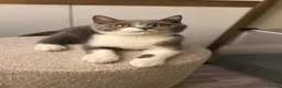 British Shorthair cats for sale: READY NOW 💙 Blue British Shorthair Kittens 💙 - Advert 1