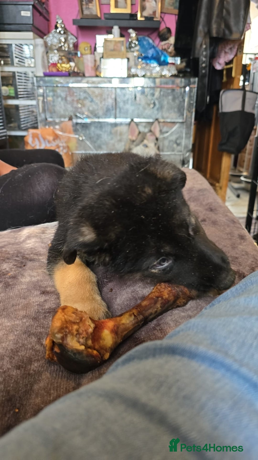 Shepsky dogs for sale: Husky cross German shepherd  - Image 8
