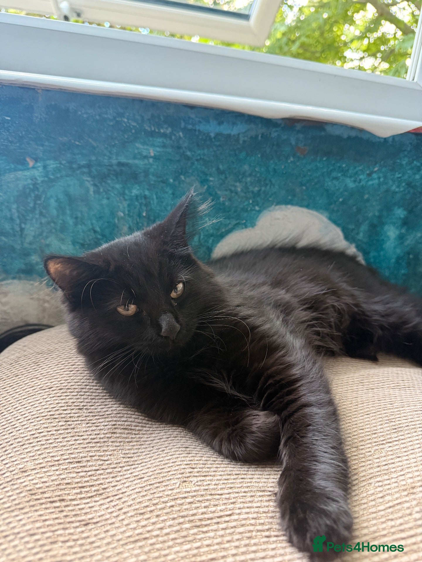 Mixed Breed cats 🖤 Beautiful 5-Month-Old Black Long-Haired Kitten  - Advert 5