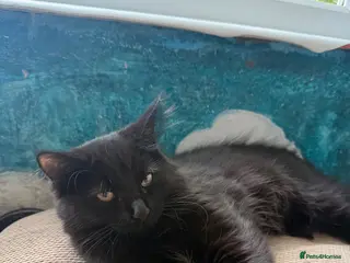 Mixed Breed cats 🖤 Beautiful 5-Month-Old Black Long-Haired Kitten - Advert 10