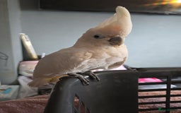 Parrots birds for sale: Beautiful parrot for sale  - Advert 4