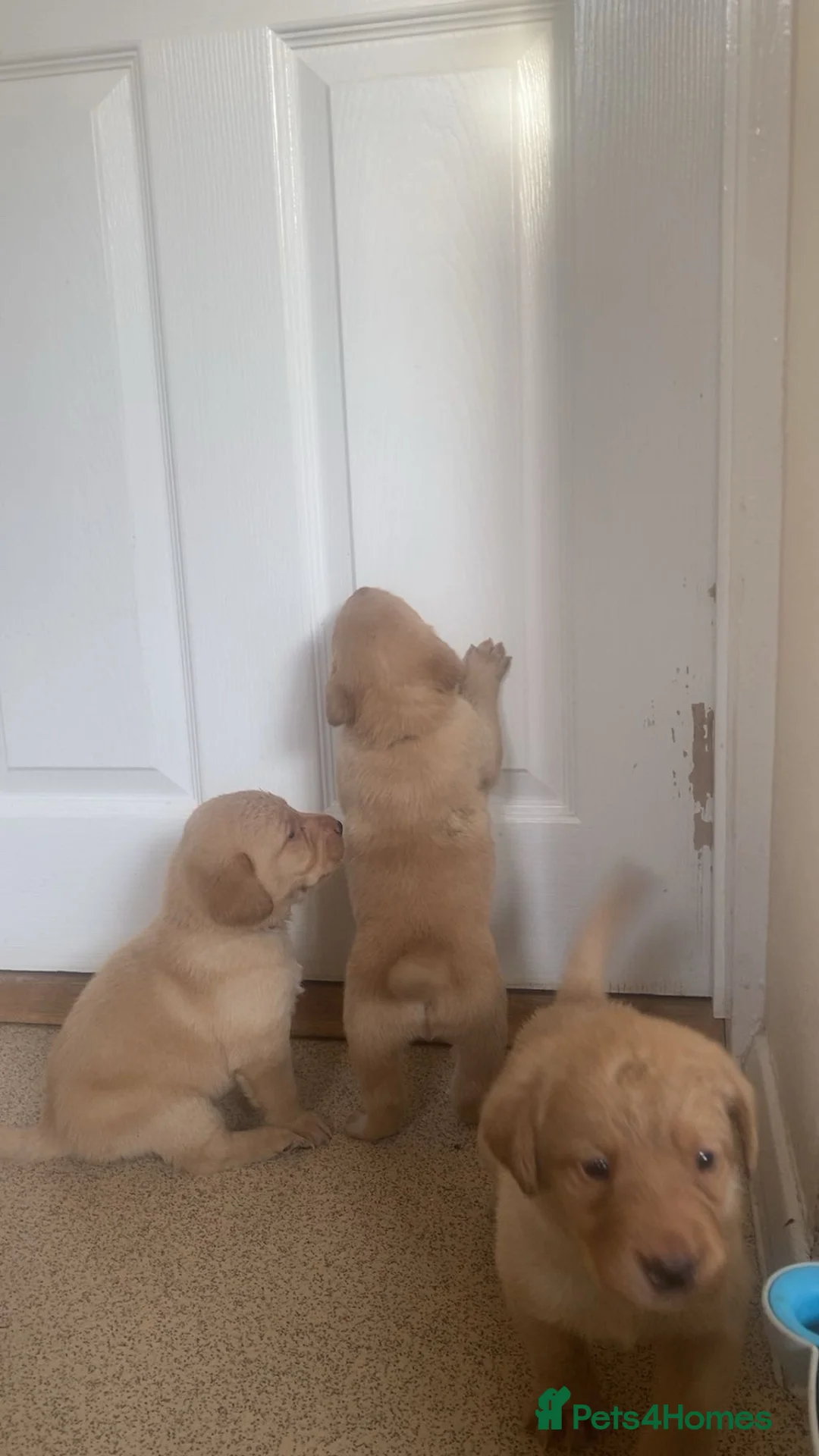 Labrador Retriever dogs for sale: * SOLD * Stunning litter of 9 golden labradors  - Advert 12