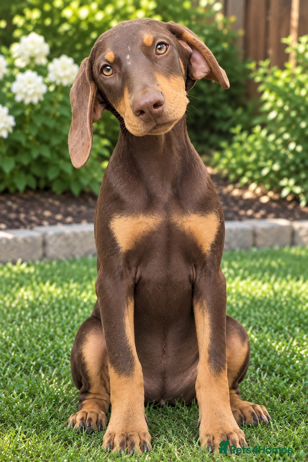 Dobermann dogs 🐾 Top Quality Female KC’D 🐾  - Advert 1