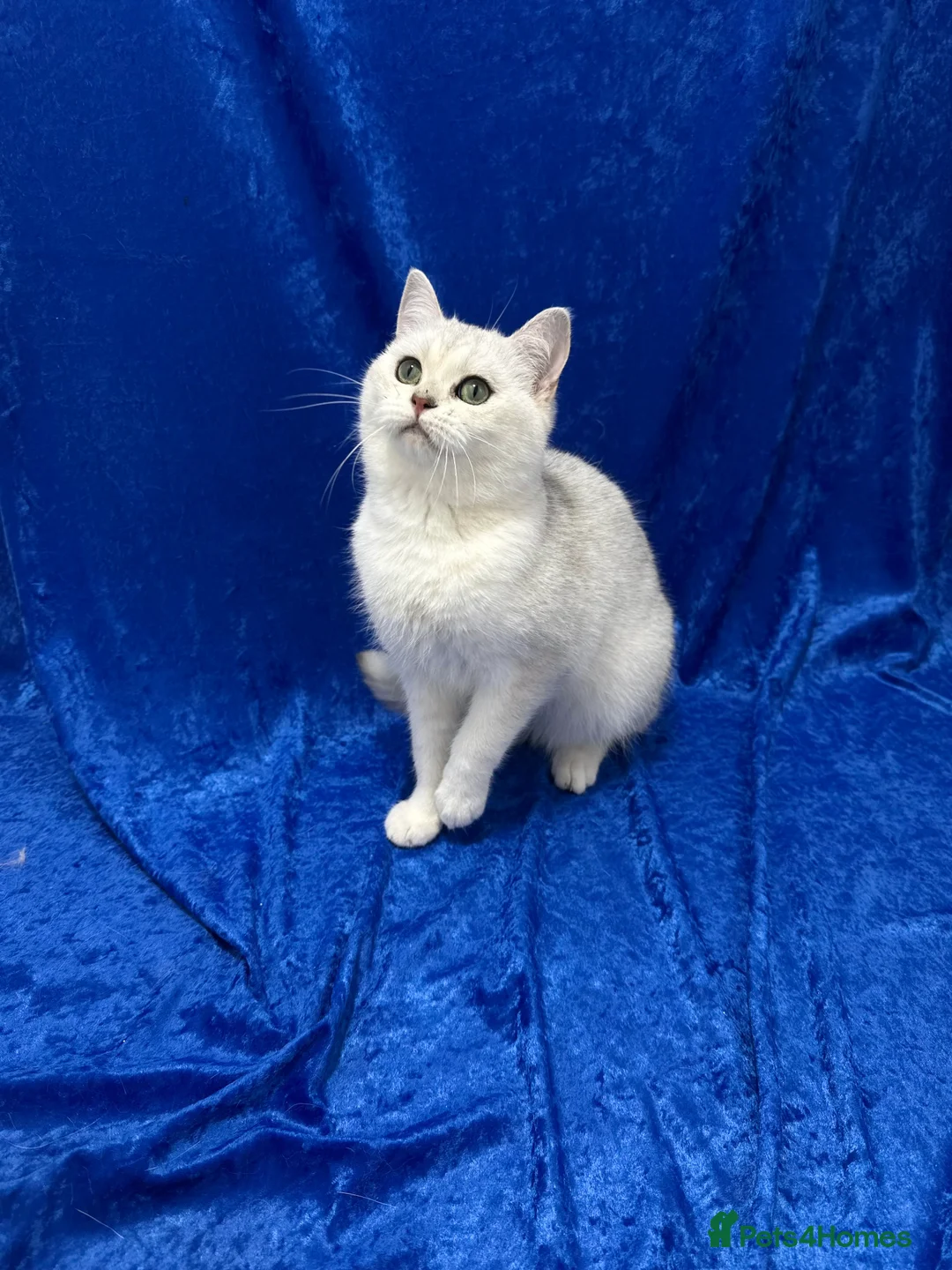 British Shorthair cats for sale: Active registered GCCF British short hair male  - Advert 9