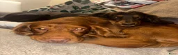 Cocker Spaniel dogs for sale: 3 boy Cocker Spaniels in Wigan - Advert 18
