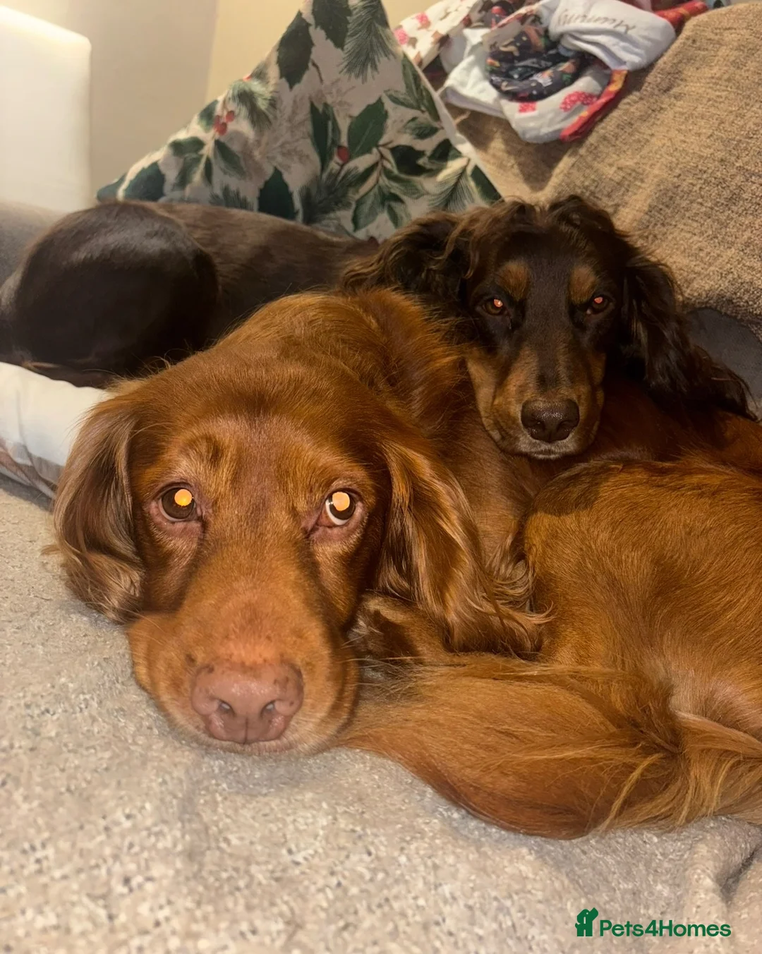 Cocker Spaniel dogs for sale: 3 boy Cocker Spaniels in Wigan - Advert 18