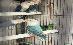 Lovebirds birds for sale: Love birds  - Image 7
