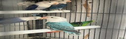 Lovebirds birds for sale: Love birds  - Advert 7