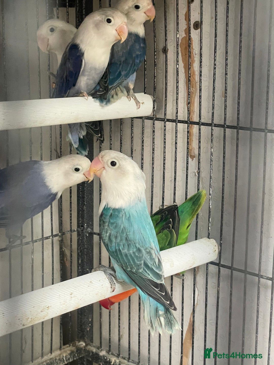 Lovebirds birds for sale: Love birds  - Image 7