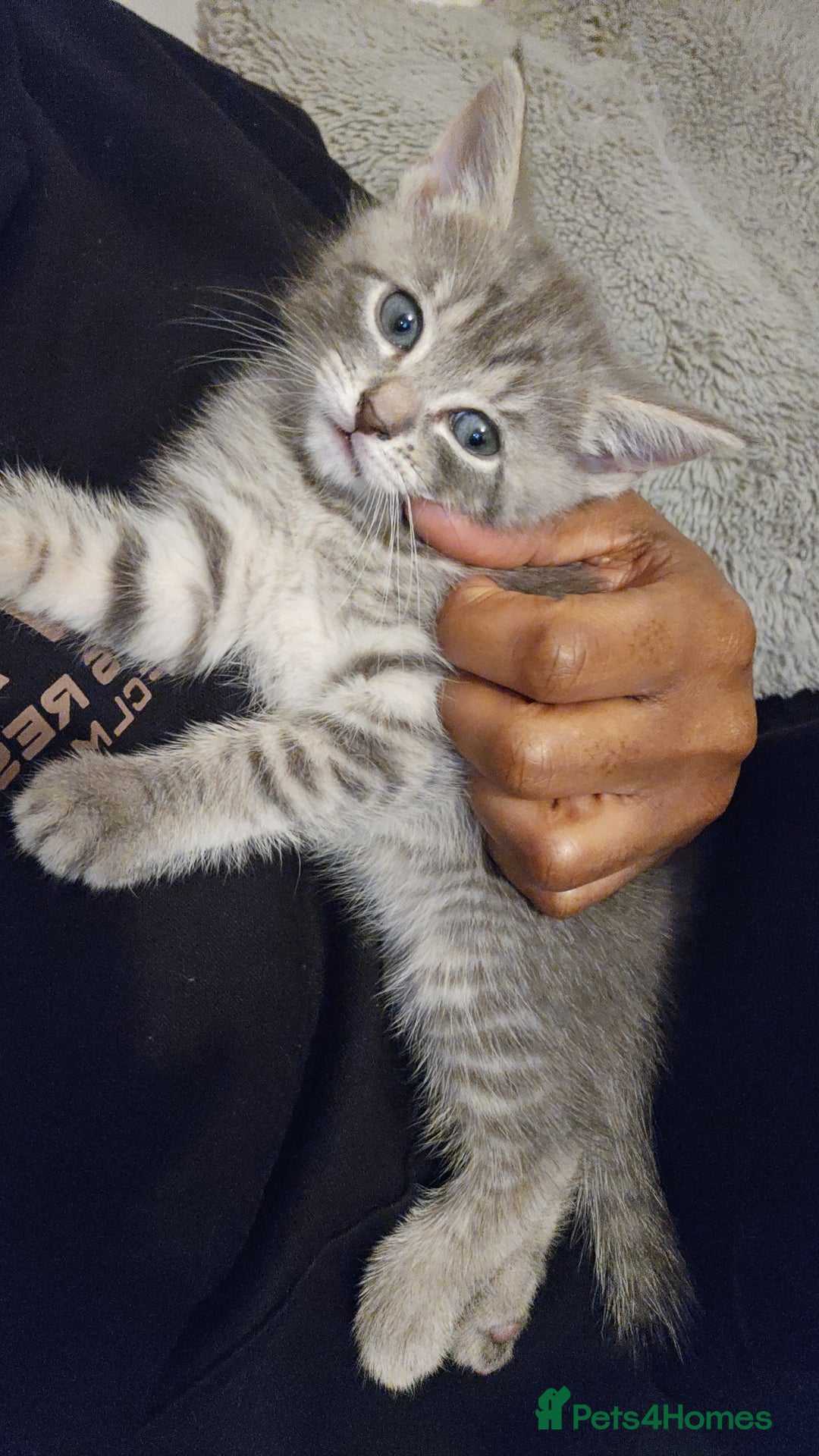 Mixed Breed cats for sale: Grey Kittens🐾🤍 - Advert 22