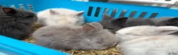 Lionhead rabbits for sale: Double mane lion lead bunny’s for sale  - Advert 9