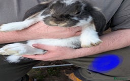 French Lop rabbits for sale: Beautiful French lops  - Image 5