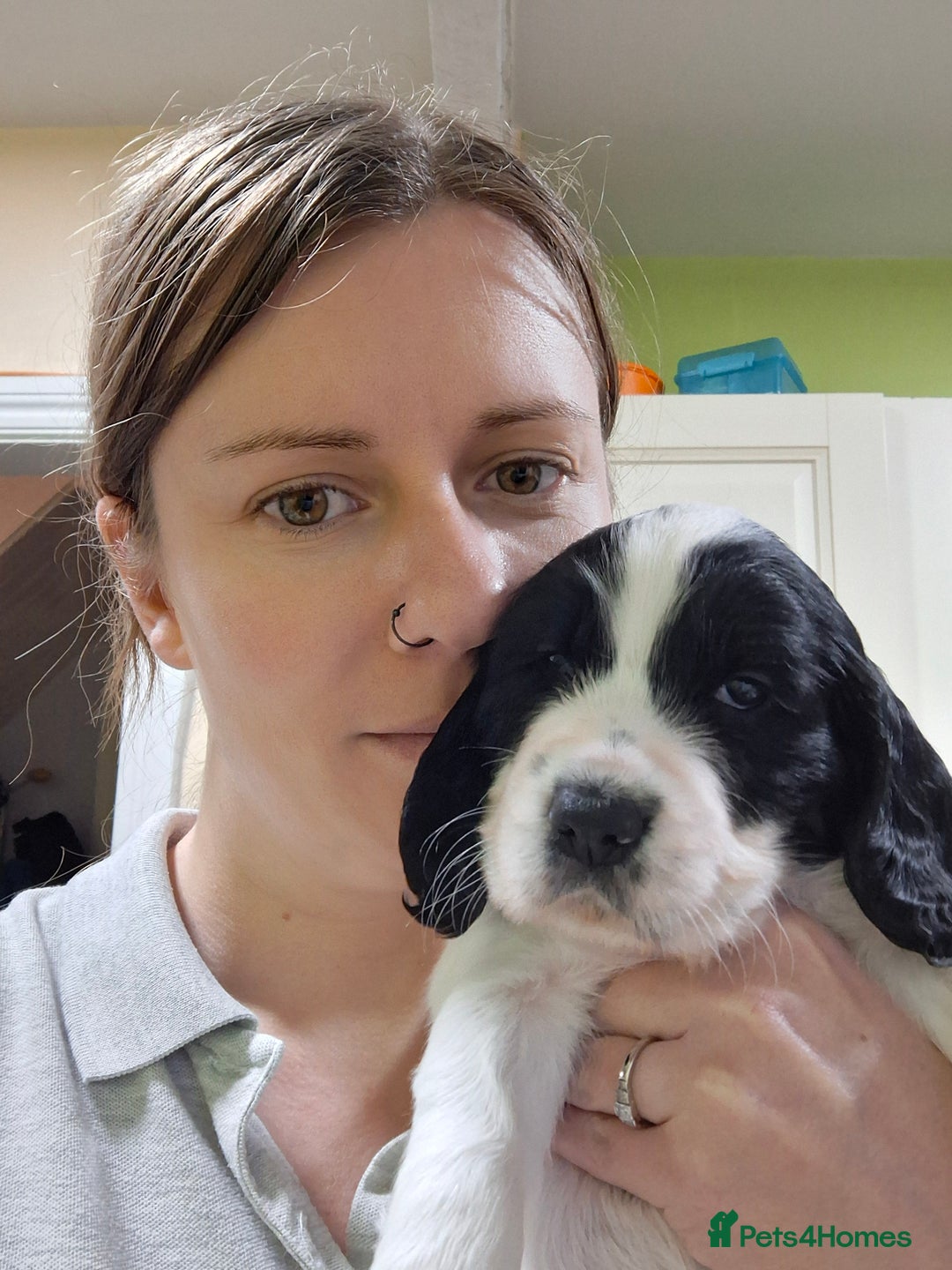 Cocker Spaniel dogs for sale: Beautiful cocker spaniel boys - Image 15