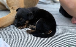 Mixed Breed dogs for sale: German Shepherd cross American bulldog puppies - Image 19
