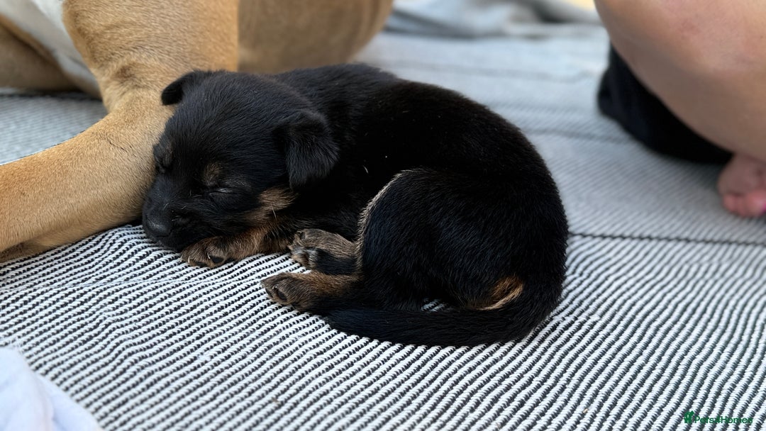 Mixed Breed dogs for sale: German Shepherd cross American bulldog puppies - Image 19