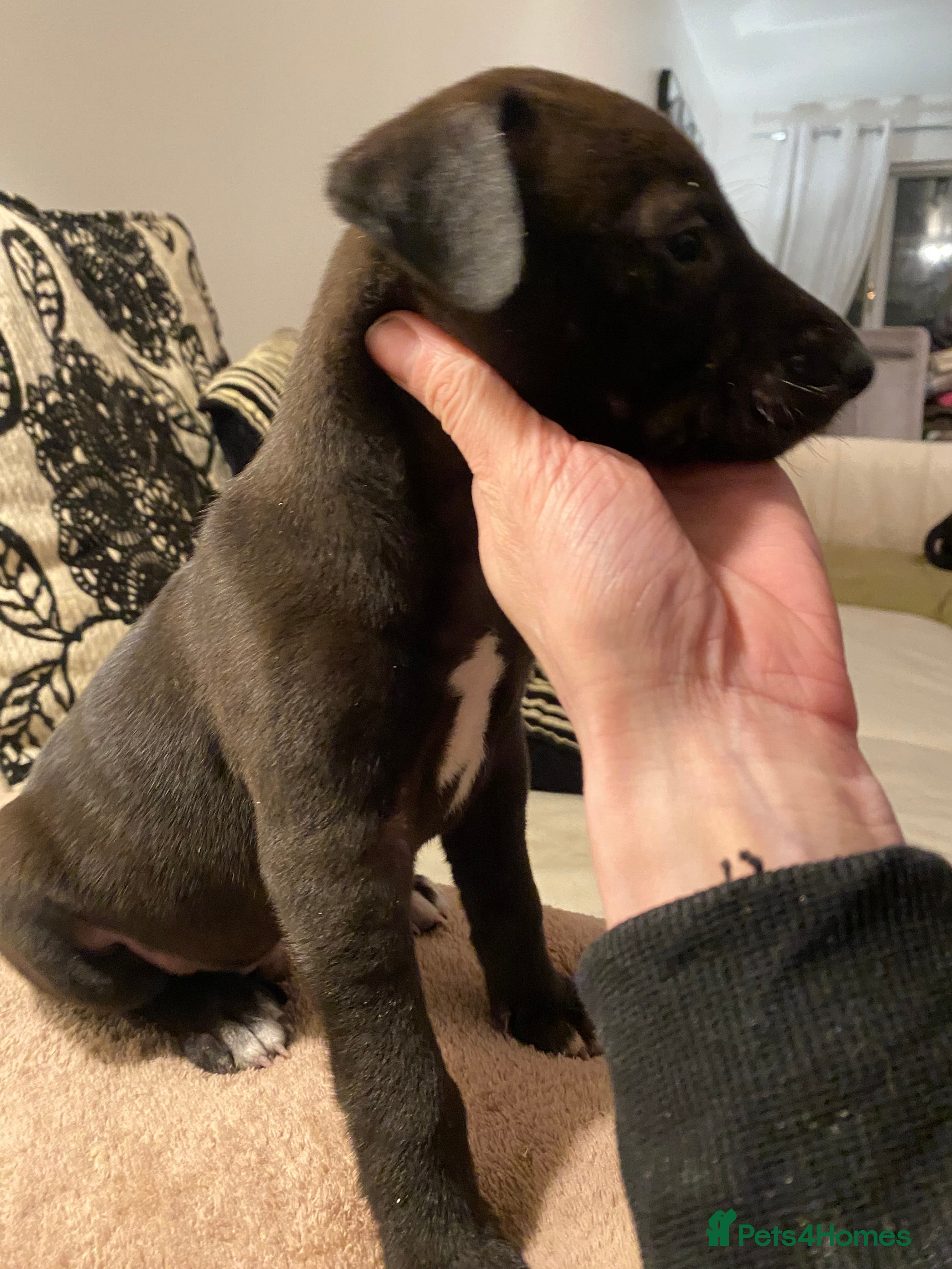 Lurcher dogs Fantastic bred lurcher puppies. Bull x - Advert 8