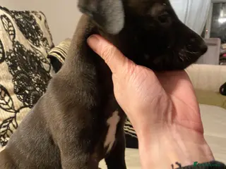 Lurcher dogs Fantastic bred lurcher puppies. Bull x - Advert 8