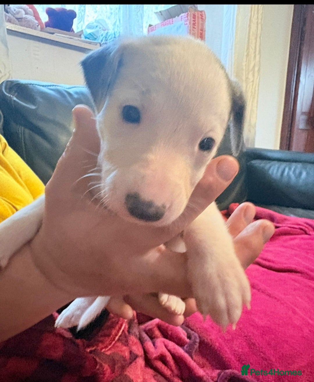 Whippet dogs for sale: male whippet puppy - Advert 2
