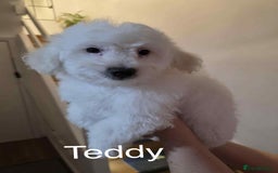 Bichon Frise dogs for sale: Beautiful 3 boys Bichon Frise - Image 3