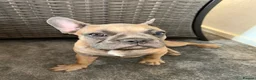 French Bulldog dogs for sale: French Bulldog  - Advert 5