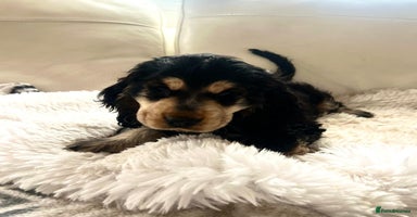 Cocker Spaniel dogs - Advert 9