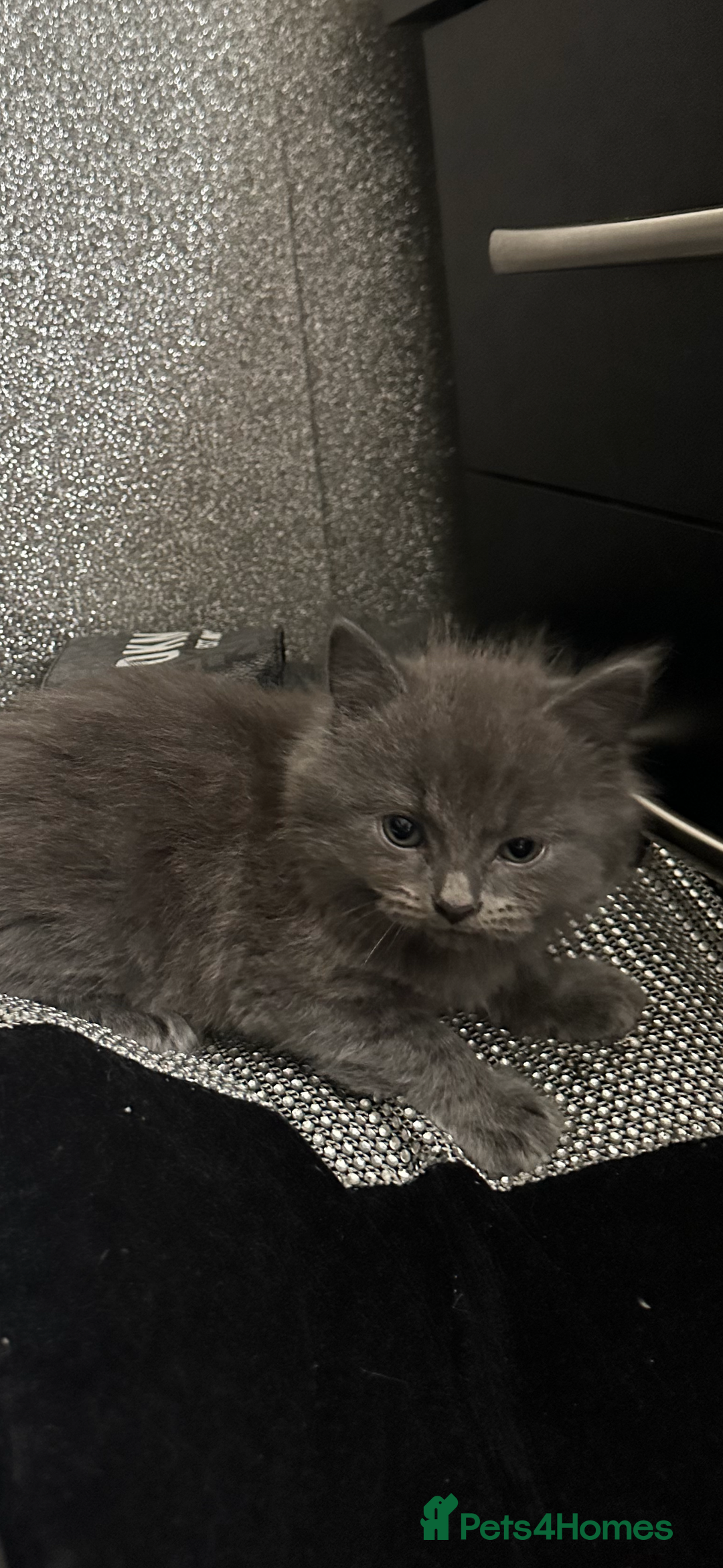 Maine Coon cats for sale: Gray Kittens  - Advert 8