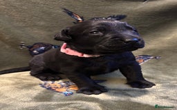 Labrador Retriever dogs for sale: Kc black Labrador puppies - Advert 12