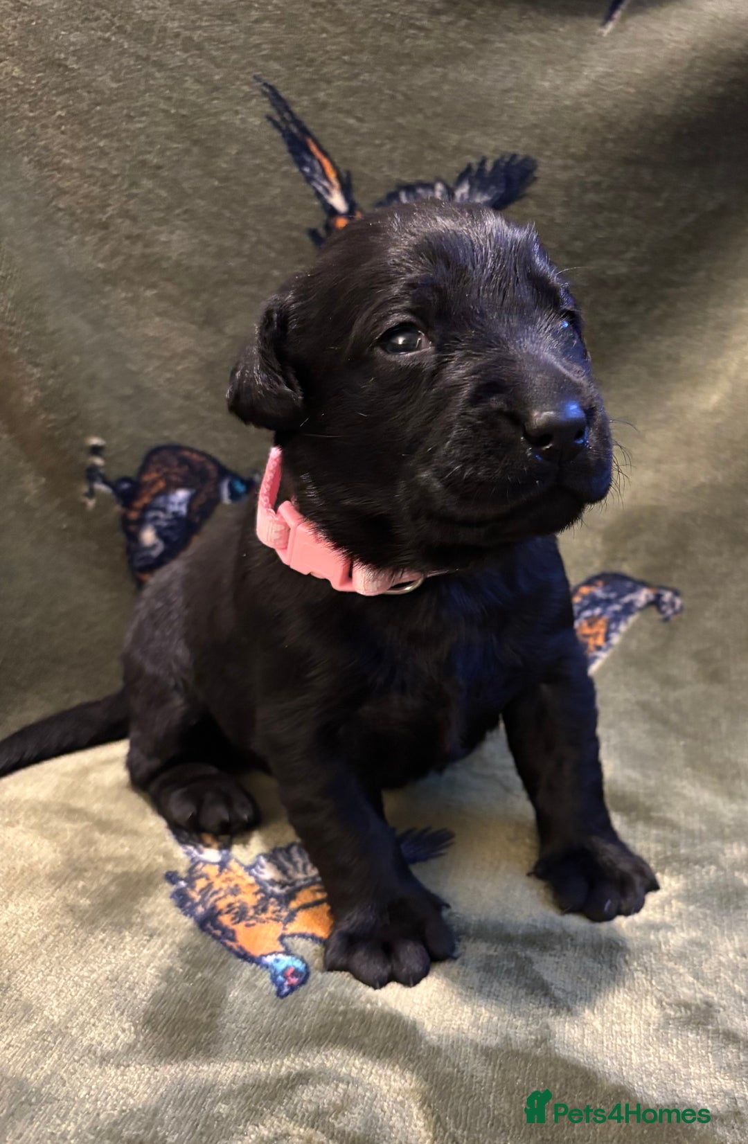 Labrador Retriever dogs for sale: Kc black Labrador puppies - Advert 12