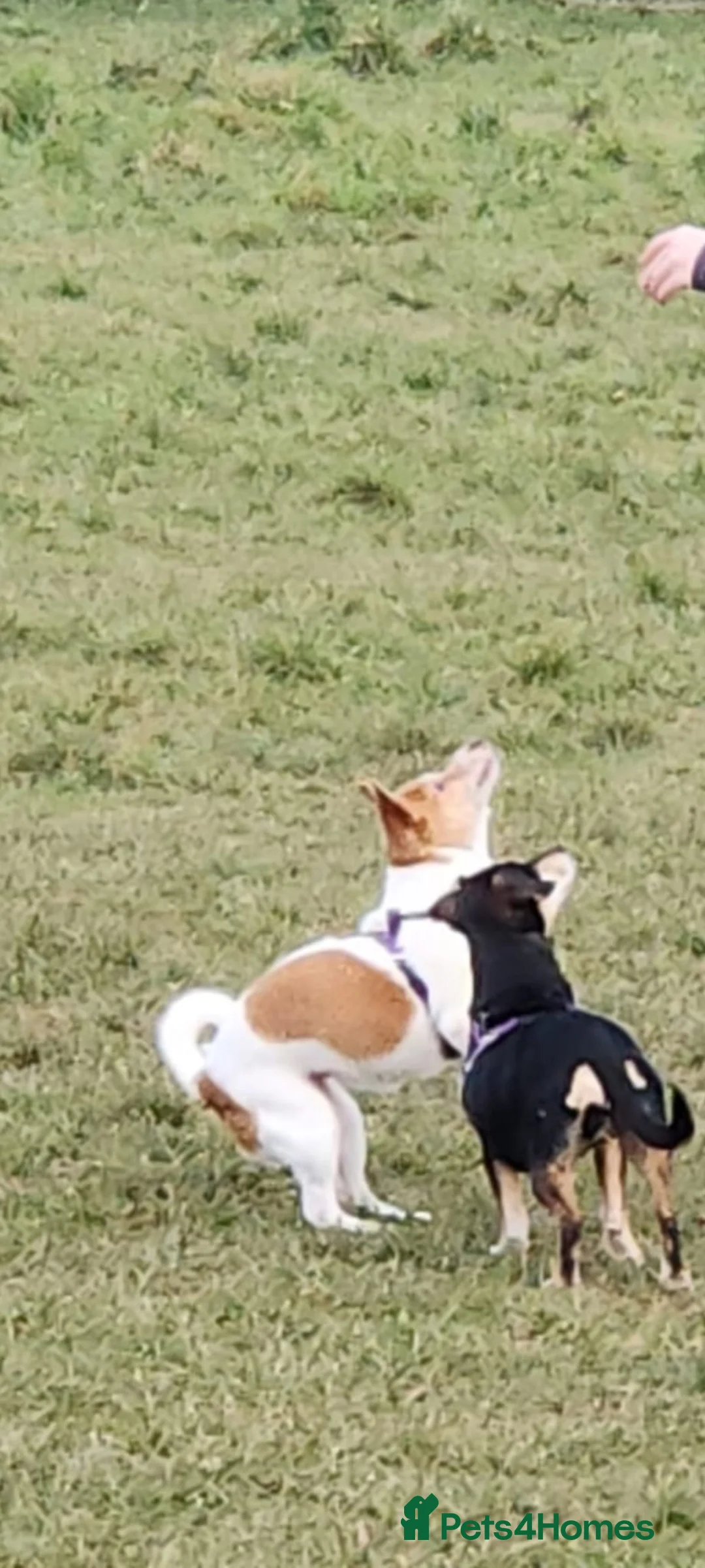 Mixed Breed dogs for adoption: URGENT FOSTER NEEDED: ❤️POPPY❤️Small 7 yo girl in Paignton - Advert 10